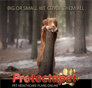 Dog hiding behind a log in the woods advertising the cover of any breed any age dog by protectapet